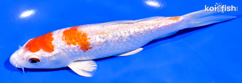 6.5" GINRIN HARIWAKE