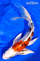 8" YAMATO NISHIKI BUTTERFLY