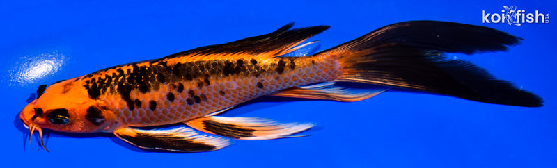 7.25" ORENJI BEKKO BUTTERFLY