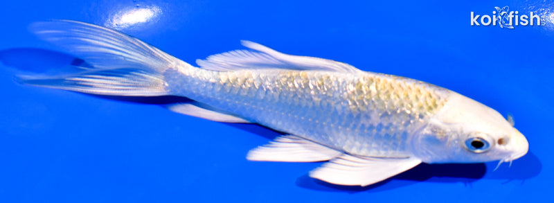 5.25" GINRIN KUJAKU BUTTERFLY