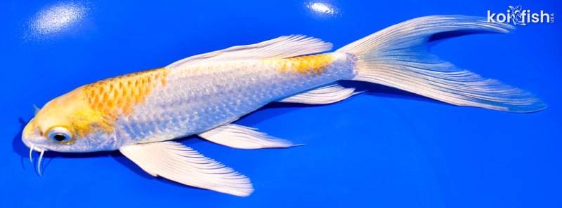 7.5" LEMON HARIWAKE BUTTERFLY