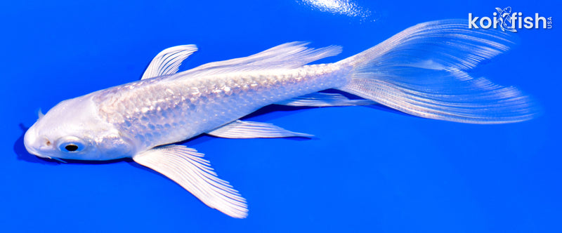 5.25" GINRIN PLATINUM OGON BUTTERFLY