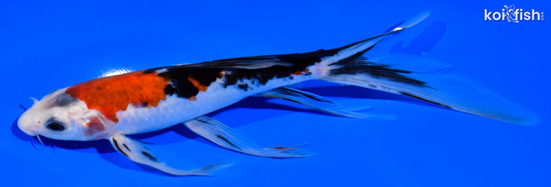 8" SANKE BUTTERFLY