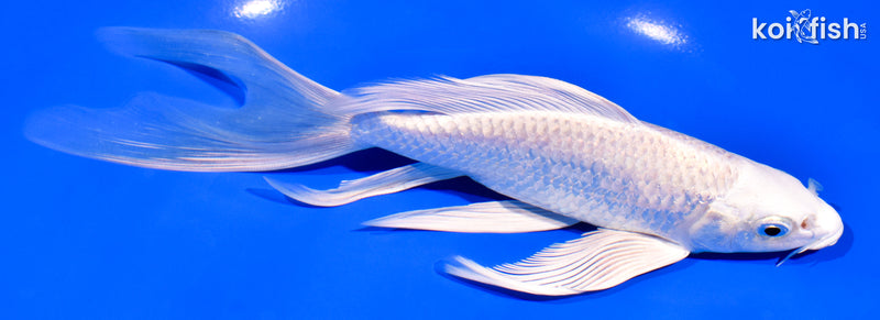 7.5" PLATINUM OGON BUTTERFLY