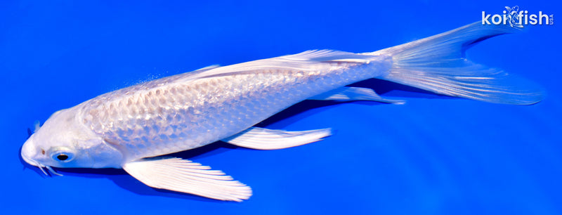 7.25" GINRIN PLATINUM OGON BUTTERFLY