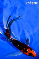 7.5" SANKE BUTTERFLY