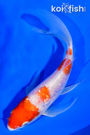 5.25" GINRIN YONDAN KOHAKU BUTTERFLY