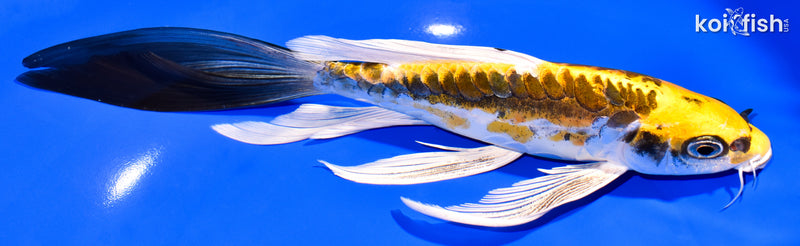 8.75" KIN KIKOKURYU BUTTERFLY