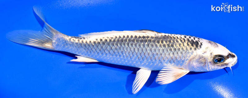 7" GIN MATSUBA