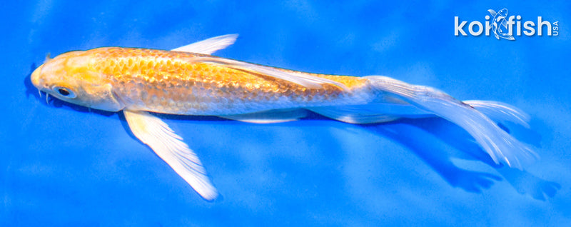 5.5" GINRIN YAMABUKI OGON BUTTERFLY