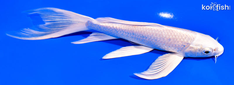 7.5" PLATINUM OGON BUTTERFLY