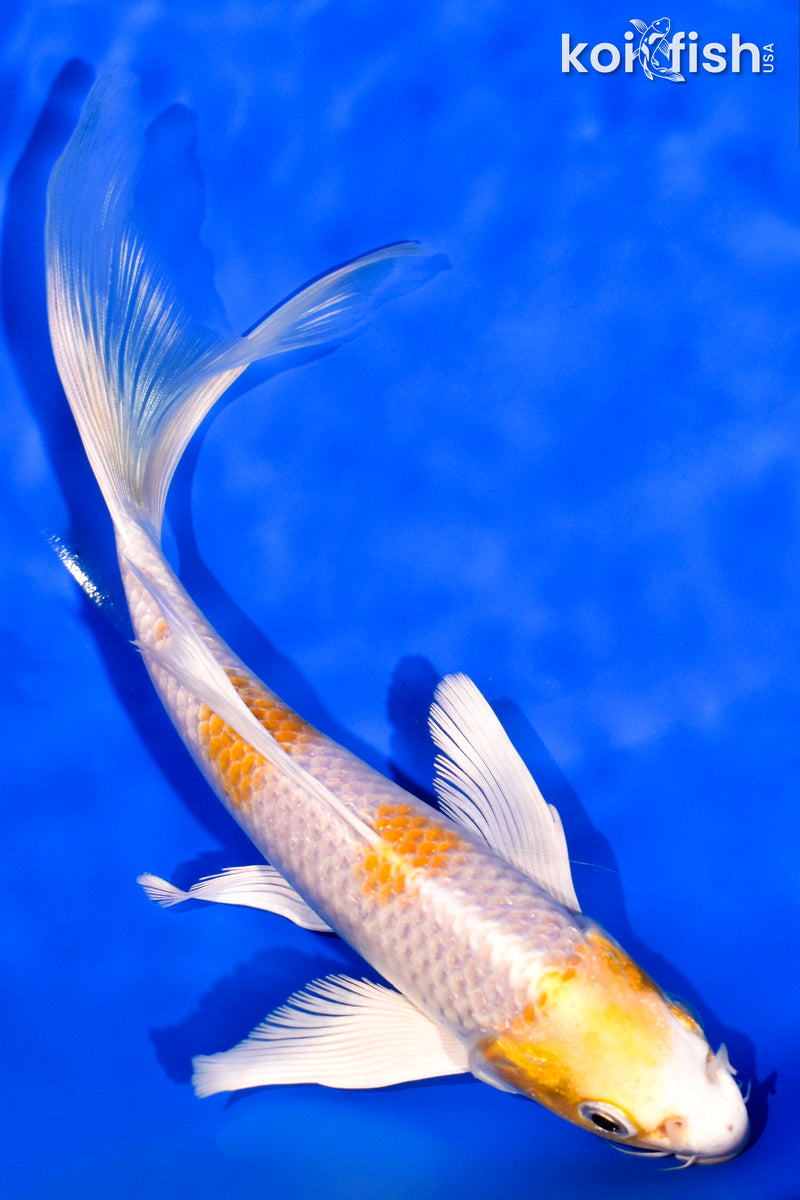 7.75" HARIWAKE BUTTERFLY