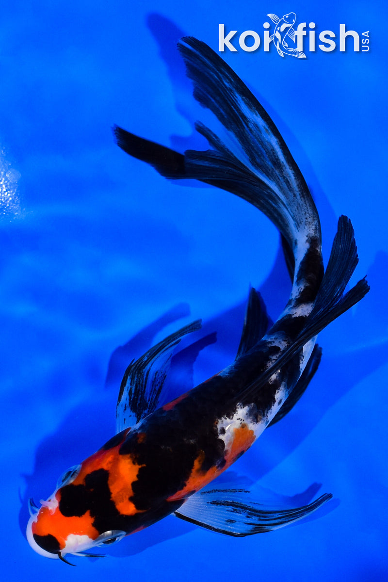 5.5" SANKE BUTTERFLY