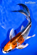 7.5" KUJAKU BUTTERFLY