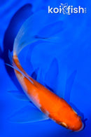 4.25" KOHAKU BUTTERFLY