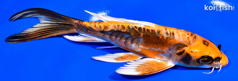 6.75" DOITSU ORENJI MATSUBA BUTTERFLY