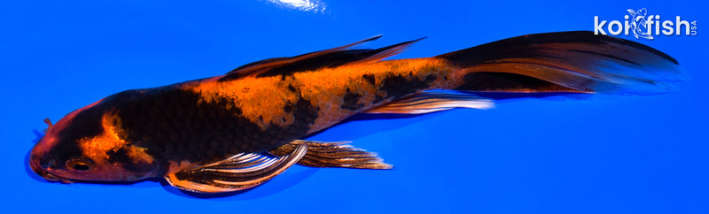 5.75" KIN HI UTSURI BUTTERFLY