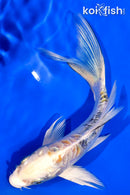 5.5" ARAGOKE HEISEI NISHIKI BUTTERFLY