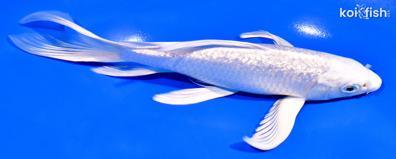 7.5" GINRIN PLATINUM OGON BUTTERFLY
