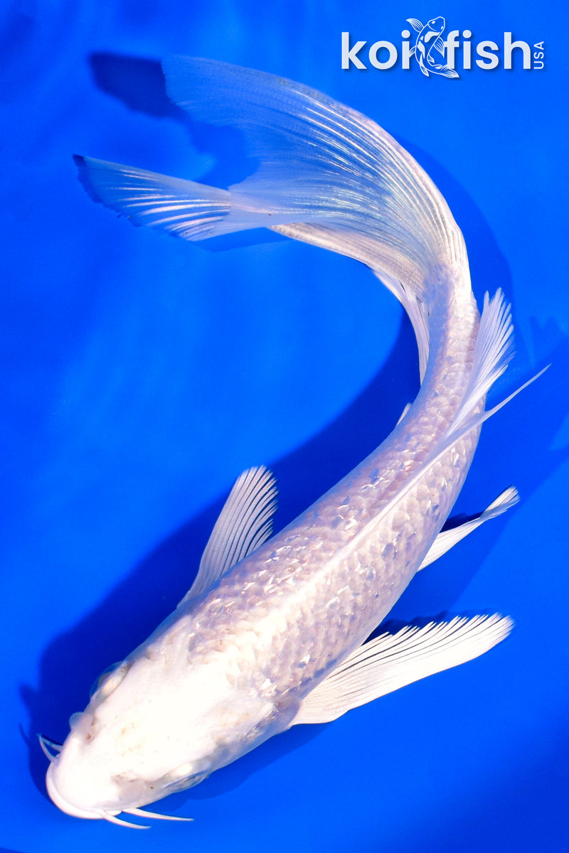 7" GINRIN PLATINUM OGON BUTTERFLY