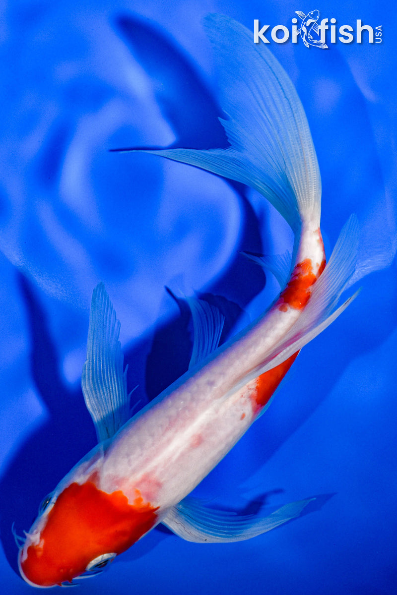 7.75" KOHAKU BUTTERFLY