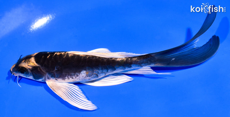 6" ARAGOKE KABUTO BUTTERFLY