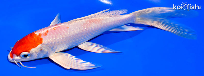 7.25" HARIWAKE BUTTERFLY