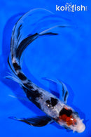 6" TANCHO SANKE BUTTERFLY