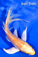 5" GINRIN ORENJI OGON BUTTERFLY