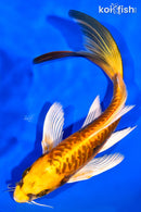 8" KIN KIKOKURYU BUTTERFLY