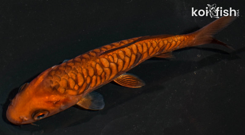 5" ARAGOKE CHAGOI