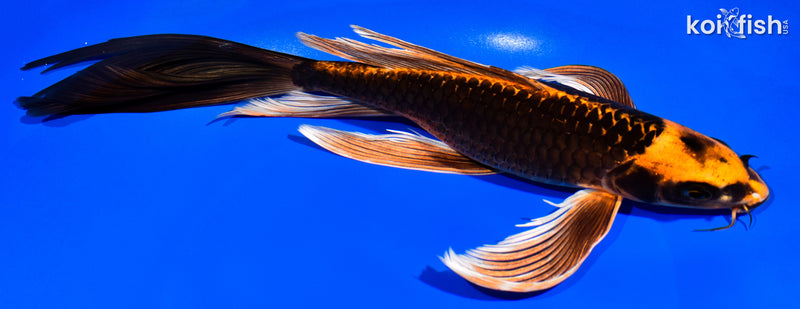 11.25" ORENJI MATSUBA BUTTERFLY