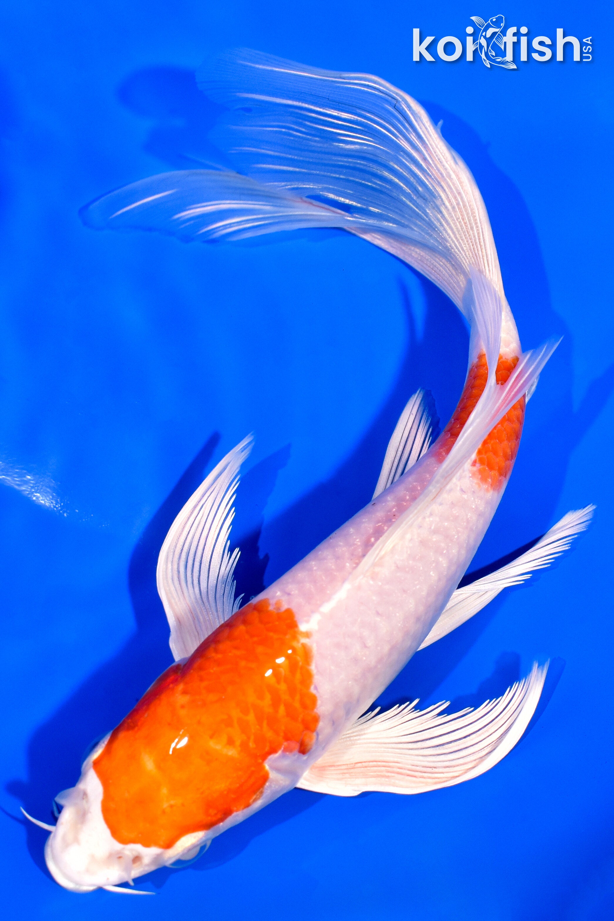 行列のできるレビュー商品、集めました。高評価アイテム Butterfly Koi Fish Koi | Online Koi Butterfly Buy | Sale for 絵画