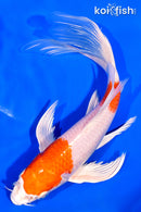 7.75" HARIWAKE BUTTERFLY