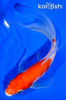 5.75" KOHAKU BUTTERFLY