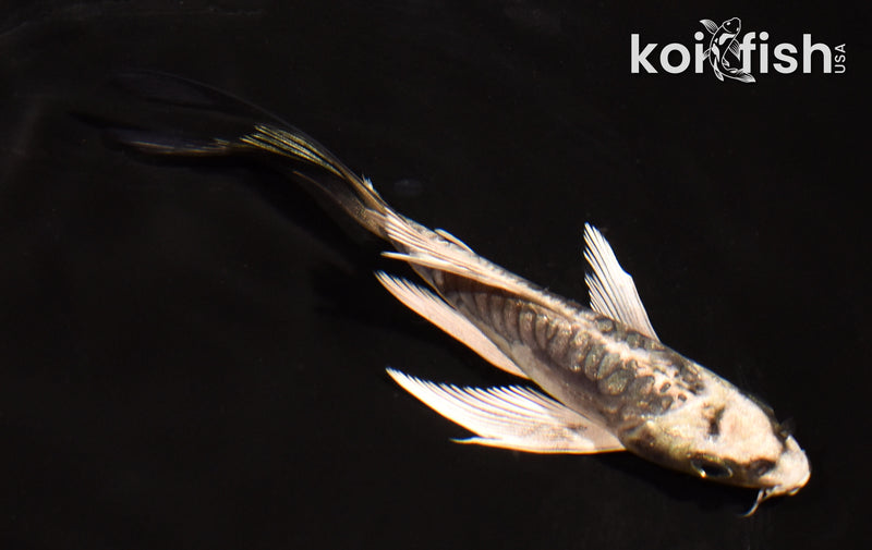 4.5" ARAGOKE KIKOKURYU BUTTERFLY