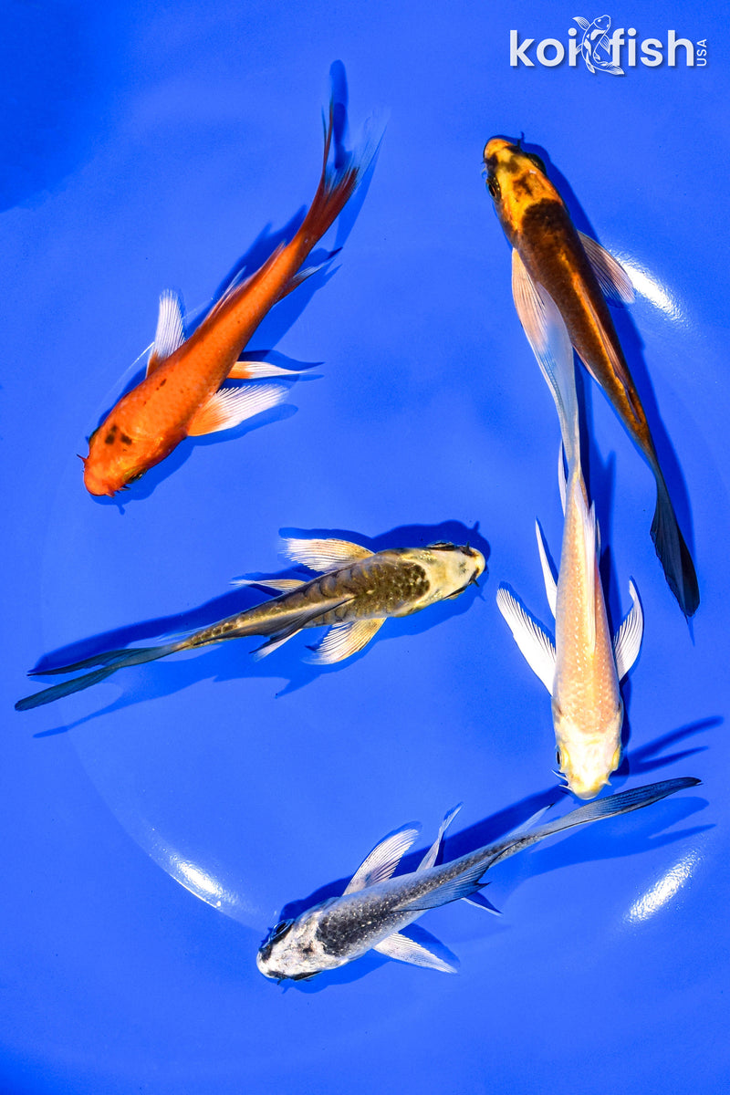 PACK OF (5) 3-4" BUTTERFLY KOI