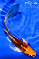 6.25" BENI GINGA BUTTERFLY