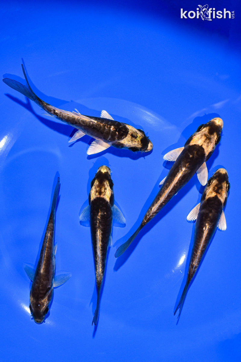 PACK OF (5) 4-5" STANDARD KOI