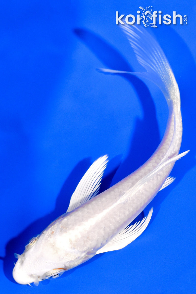 4" PLATINUM OGON BUTTERFLY