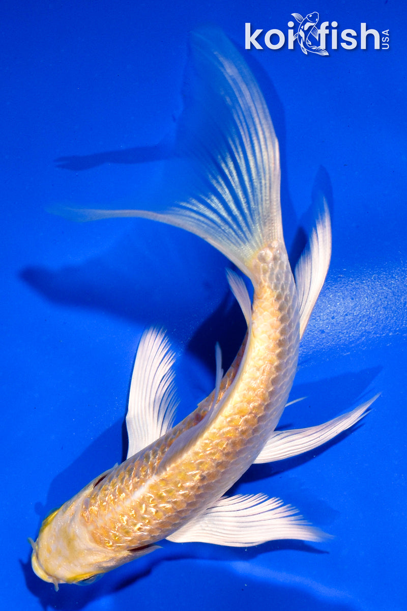 5" GINRIN YAMABUKI OGON BUTTERFLY