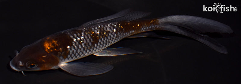 5.75" GINRIN OCHIBA SHIGURE BUTTERFLY