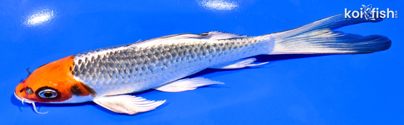 6.75" HOODED KUJAKU BUTTERFLY