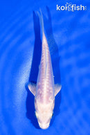 4.5" ARAGOKE PLATINUM OGON