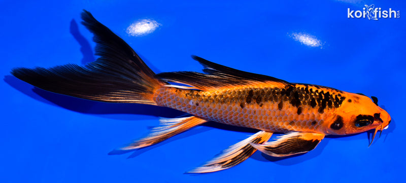 7.25" ORENJI BEKKO BUTTERFLY