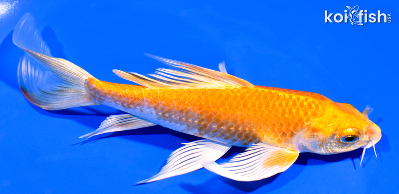 6.5" HARIWAKE BUTTERFLY