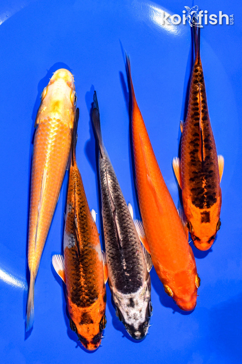 PACK OF (5) 4-5" STANDARD KOI