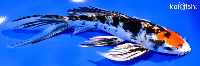 7.75" HEISEI NISHIKI BUTTERFLY