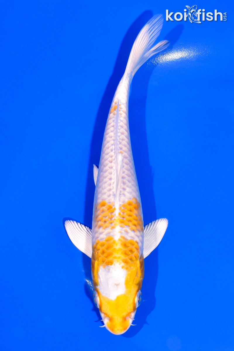 6.5" HARIWKE