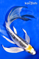 8.5" KIN KIKOKURYU BUTTERFLY